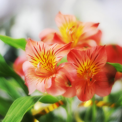 photo "***" tags: nature, macro and close-up, flowers