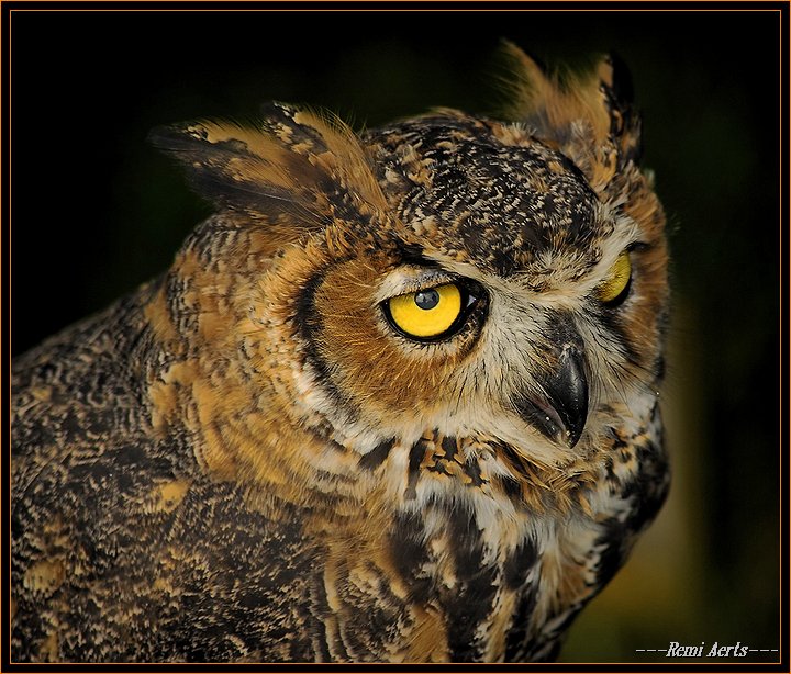 photo "hy! i see you" tags: , 