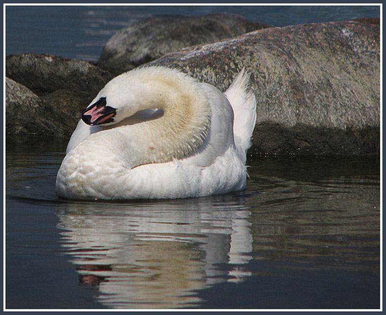 photo "***" tags: nature, wild animals