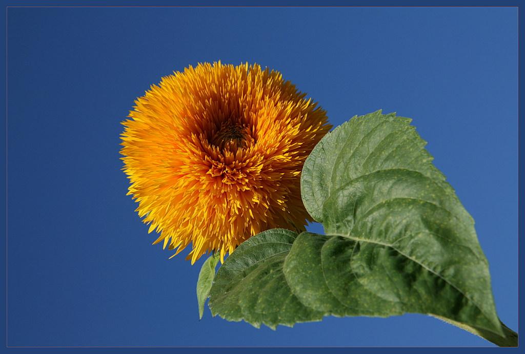 photo "Helianthus" tags: landscape, nature, autumn, flowers