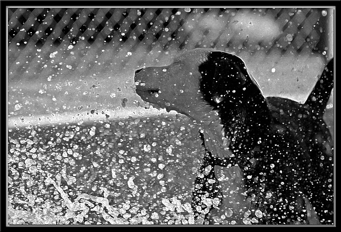 photo "Water Spaniel" tags: nature, black&white, pets/farm animals