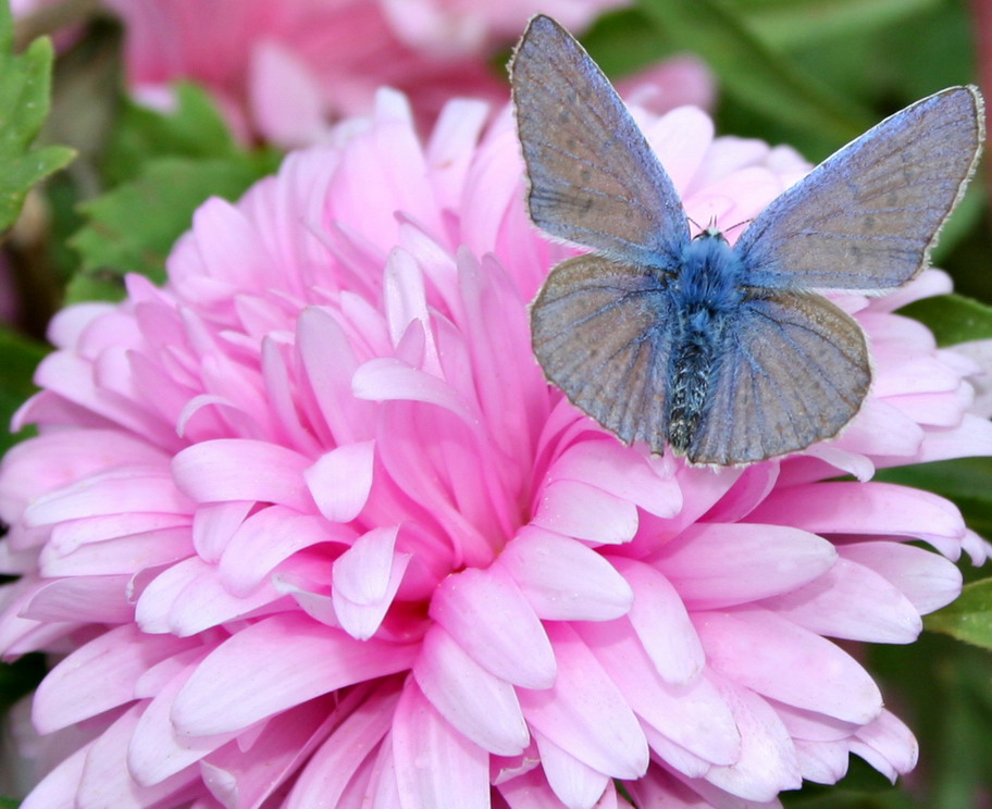 photo "***" tags: nature, flowers, insect