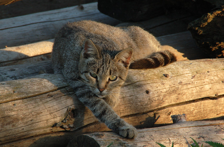 photo "***" tags: nature, pets/farm animals