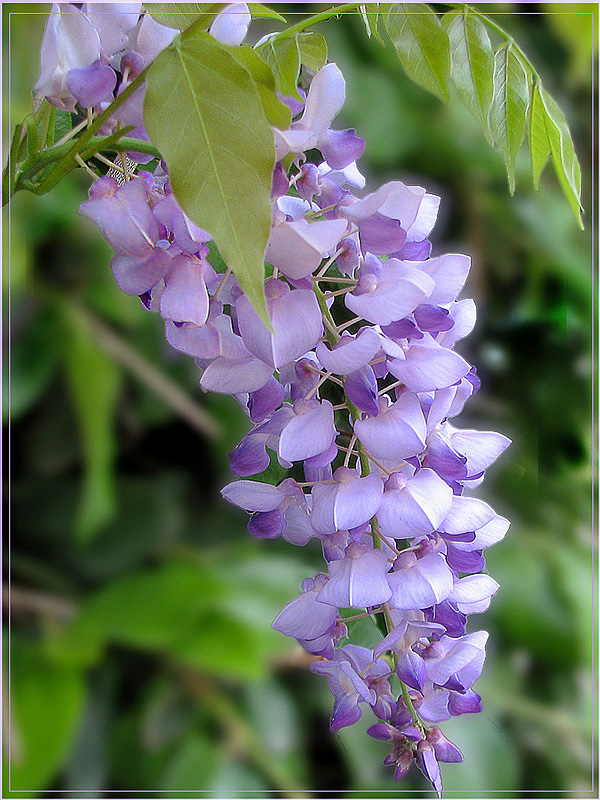 photo "Wisteria.Lilac melody." tags: nature, flowers
