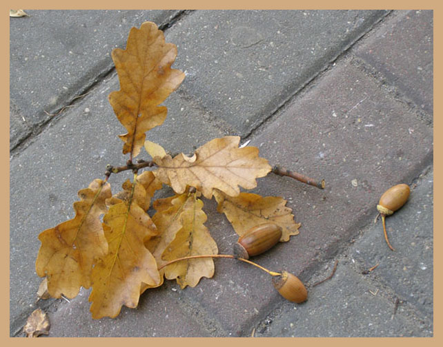 фото "Кусочек сентября - 2" метки: природа, 