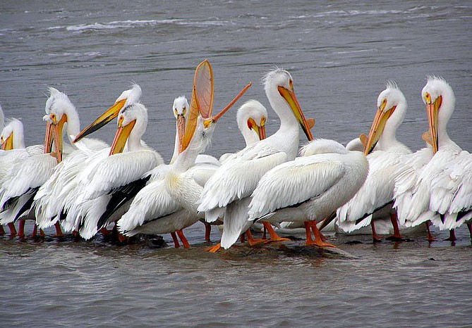 photo "Pelicans in a row" tags: nature, wild animals