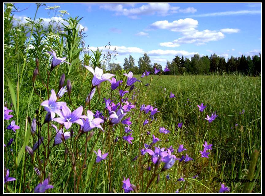 photo "My handbells" tags: landscape, summer