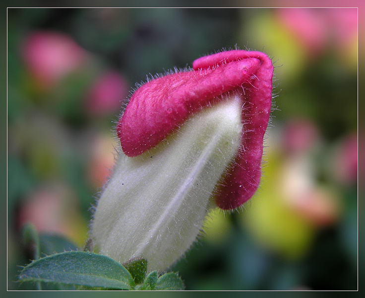 photo "Bud" tags: nature, macro and close-up, flowers