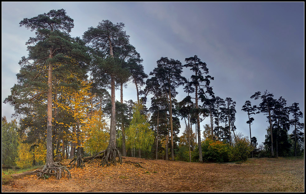 photo "pines" tags: , 