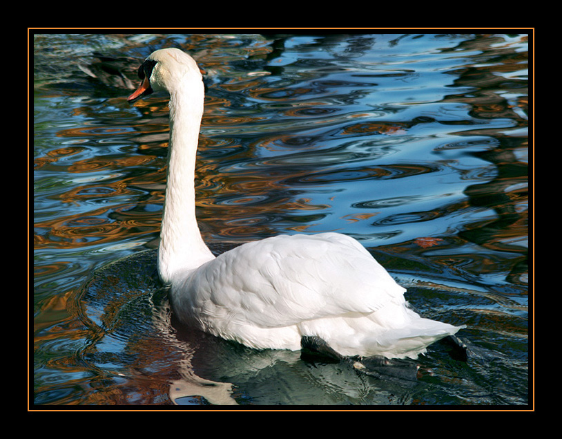 photo "New meeting" tags: nature, wild animals