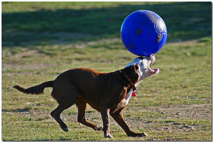 photo "Pooch Ball" tags: nature, pets/farm animals