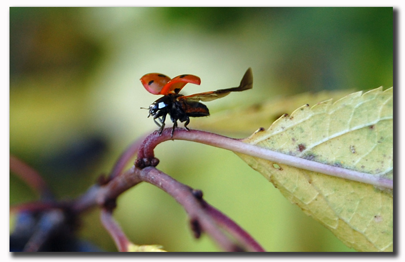 photo "***" tags: nature, macro and close-up, insect