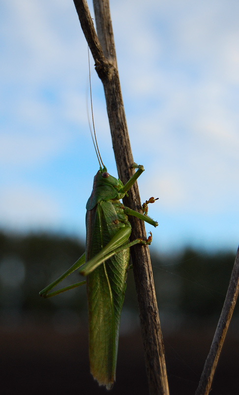 photo "***" tags: nature, macro and close-up, insect