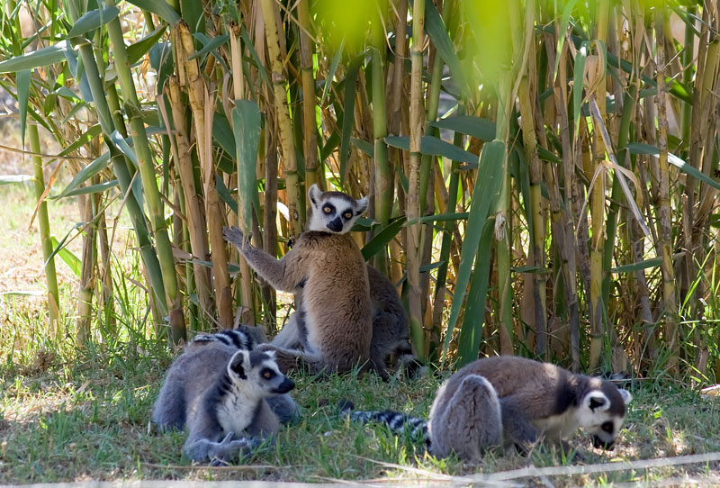 photo "*2" tags: nature, travel, Africa, wild animals