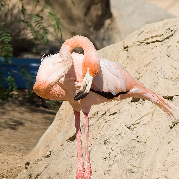 photo "*3 (flamingo)" tags: nature, travel, Africa, wild animals