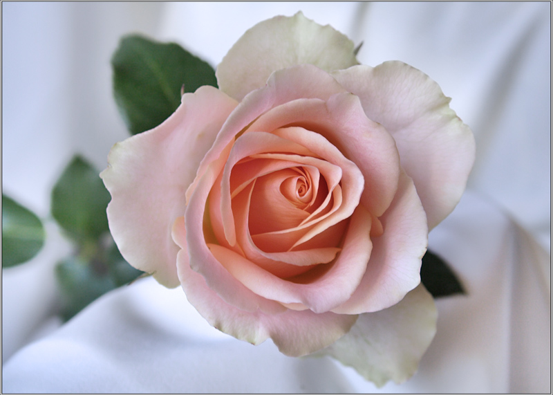 photo "***" tags: nature, macro and close-up, flowers