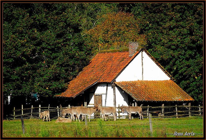 photo "Donkey farm" tags: nature, travel, pets/farm animals