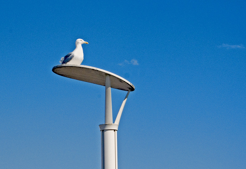 photo "Sitting Gull" tags: travel, North America