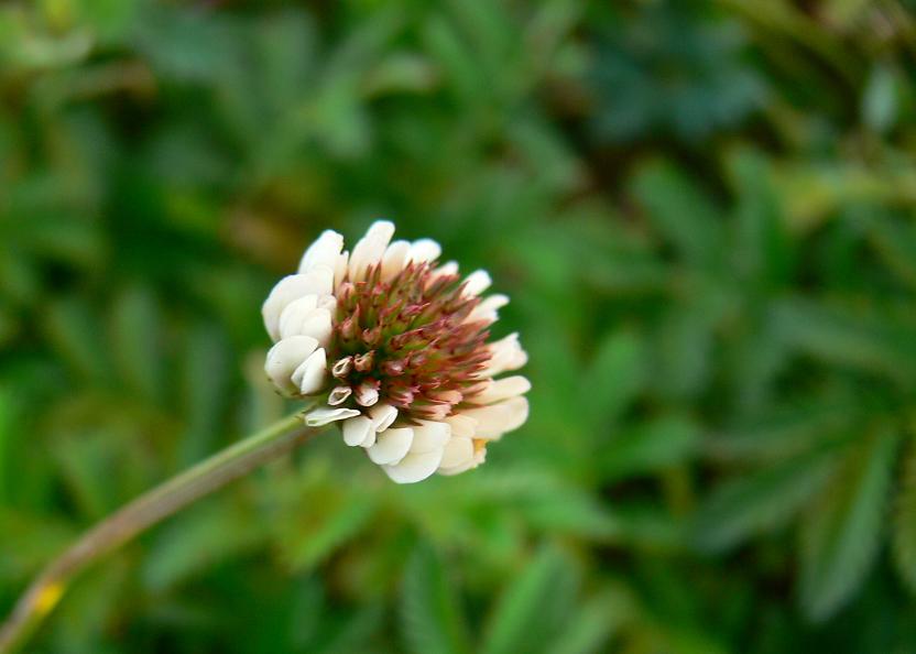 photo "***" tags: nature, flowers