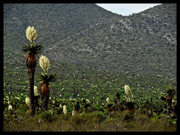 photo "Flowers of desert" tags: nature, landscape, flowers