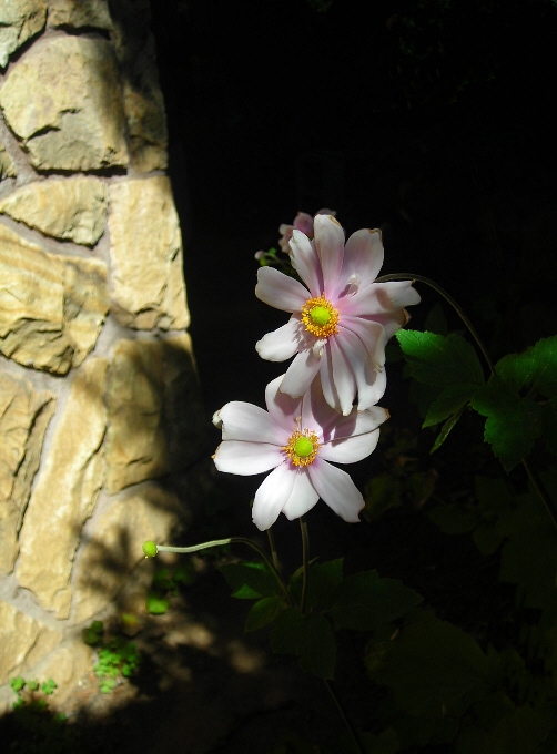 photo "last ones.." tags: nature, flowers