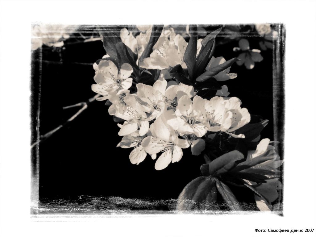 фото "Уральская слива АРТ" метки: природа, черно-белые, цветы