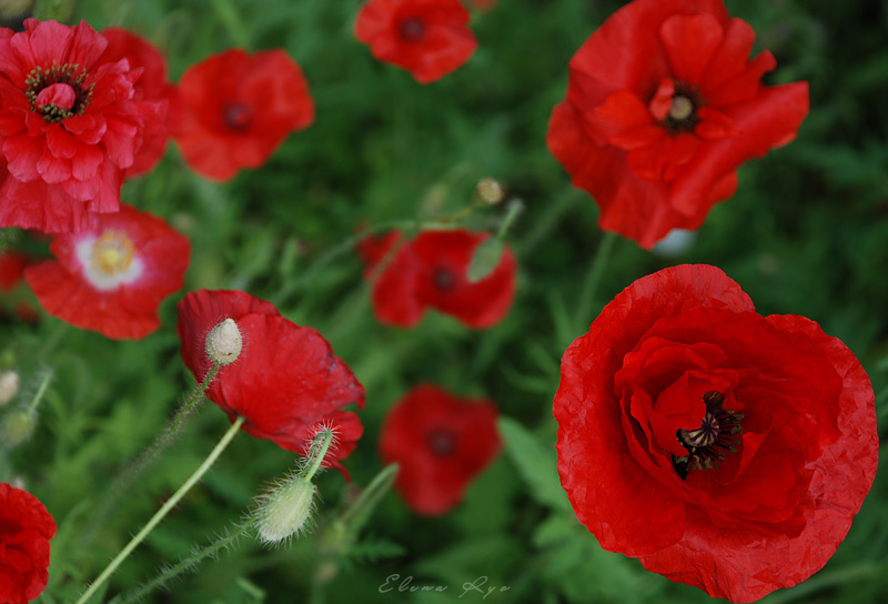 photo "***" tags: nature, macro and close-up, flowers