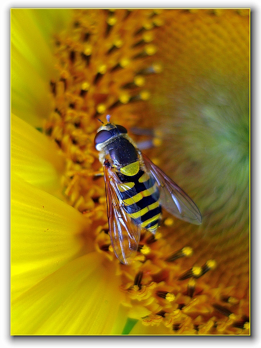 photo "***" tags: nature, macro and close-up, insect