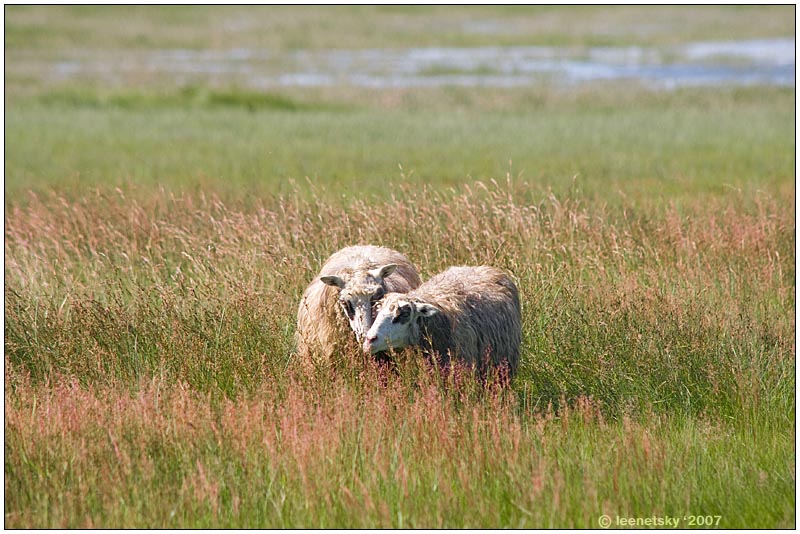 фото "Friendsheep" метки: природа, домашние животные, цветы