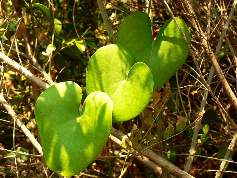 фото "green hearts" метки: , 