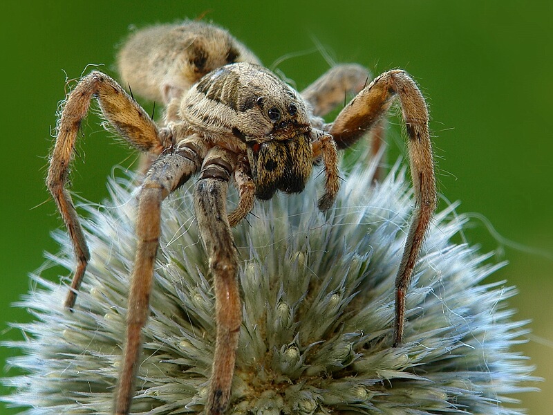 photo "***" tags: macro and close-up, 