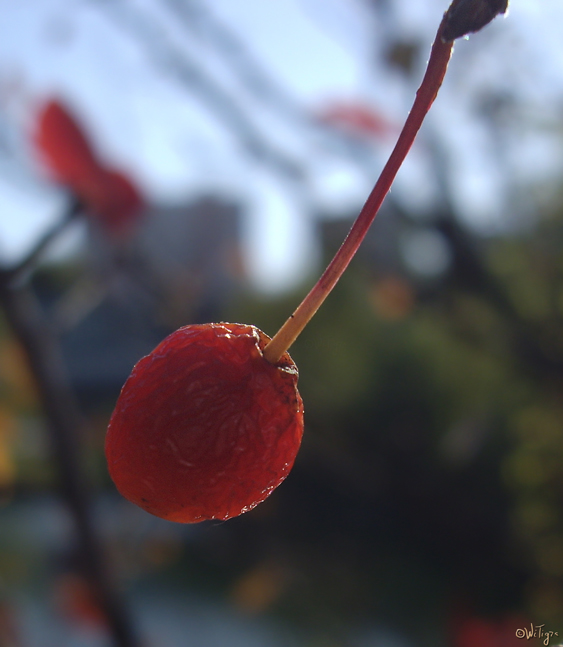 photo "Berry on the sun" tags: landscape, macro and close-up, autumn
