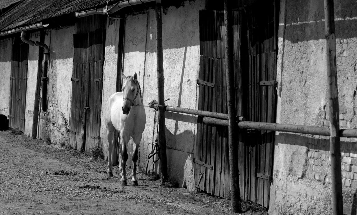 photo "alone" tags: nature, pets/farm animals