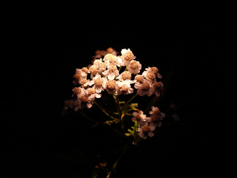photo "***" tags: nature, flowers