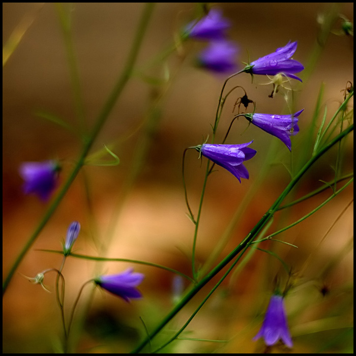 photo "* Campanula Rotundifolia *" tags: nature, flowers