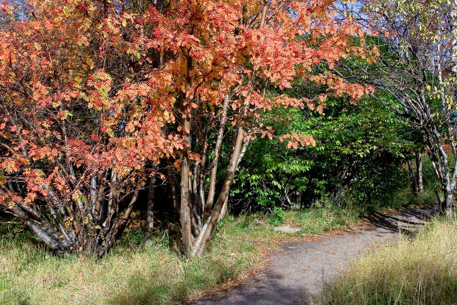 photo "***" tags: landscape, autumn, forest