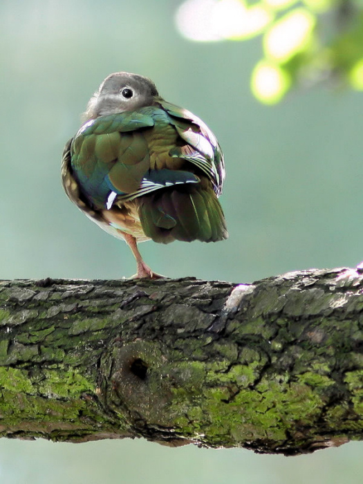 photo "Mandarin (Aix galericulata L.) female" tags: nature, wild animals