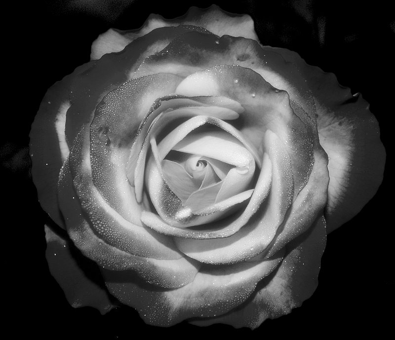 photo "The Morning Dew On My Rose..." tags: nature, flowers