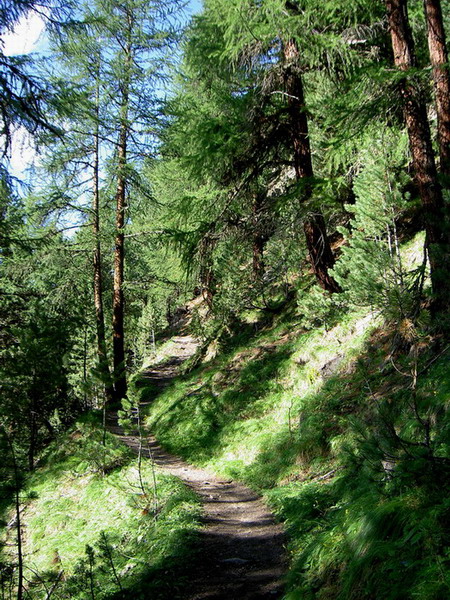 photo "path" tags: landscape, forest, summer