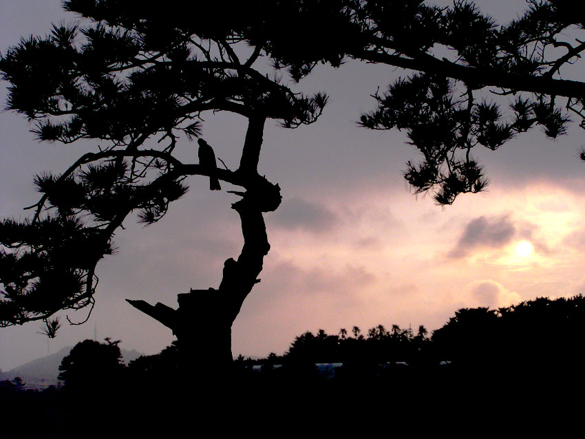 photo "about what the night bird sings..." tags: landscape, sunset