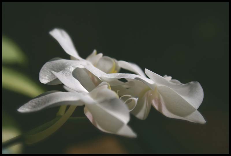 photo "Orchid" tags: nature, macro and close-up, flowers