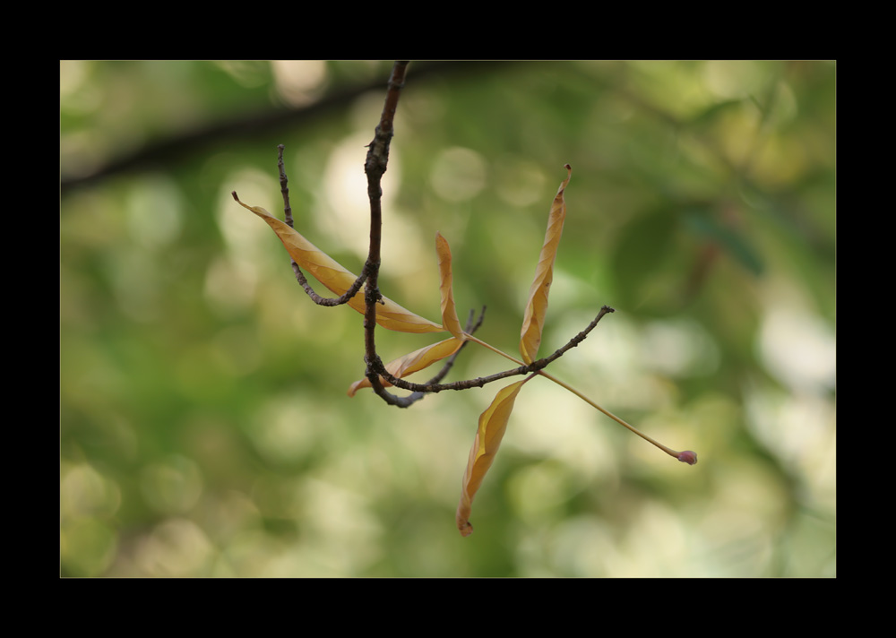 photo "Vera Nady Luba Sofy" tags: nature, flowers
