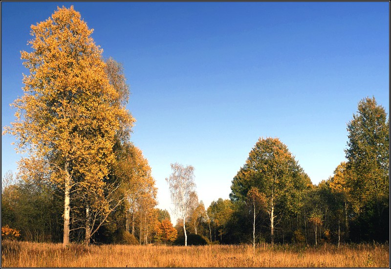 photo "Golden evening" tags: landscape, autumn