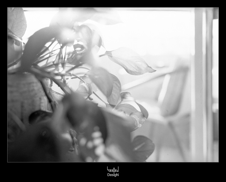 photo "In Private Life / Бытовуха / 01" tags: nature, black&white, flowers