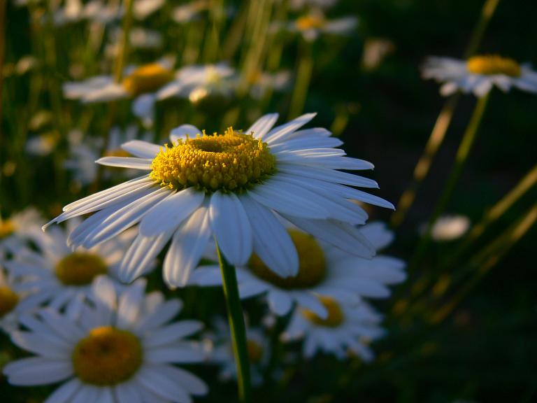 photo "***" tags: nature, flowers