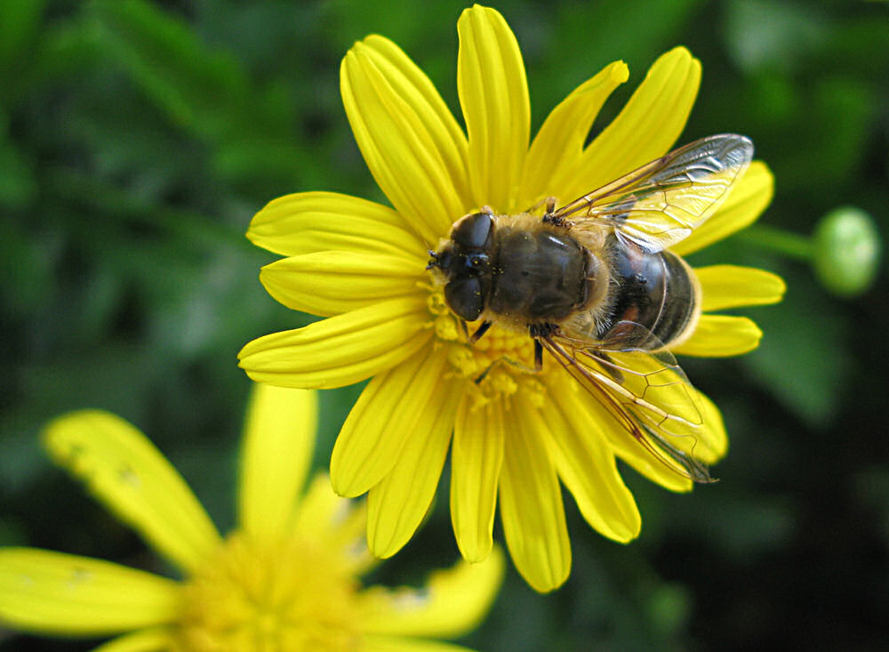 photo "working" tags: nature, insect