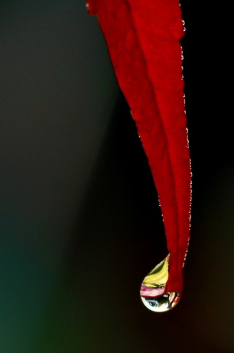 photo "The World Inside a Dew Drop" tags: , 