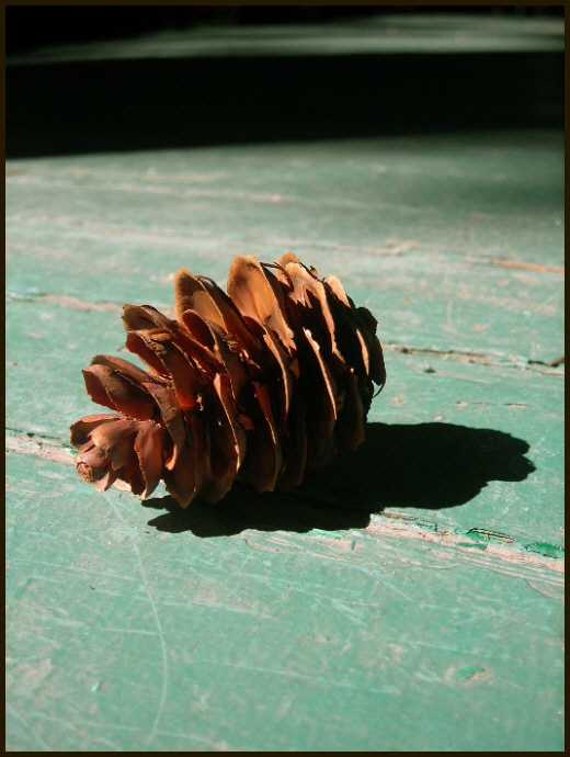 photo "***" tags: still life, macro and close-up, 