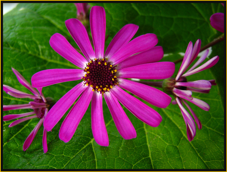 photo "Cinerarias" tags: nature, flowers