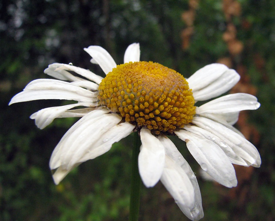 фото "ромашка" метки: макро и крупный план, природа, цветы